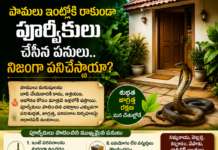పాములు ఇంట్లోకి రాకుండా పూర్వీకులు చేసిన పనులు.. నిజంగా పనిచేస్తాయా?