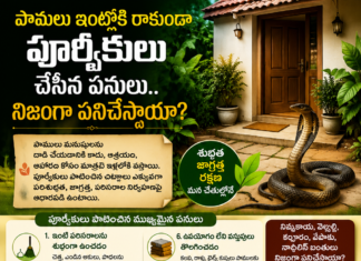 పాములు ఇంట్లోకి రాకుండా పూర్వీకులు చేసిన పనులు.. నిజంగా పనిచేస్తాయా?