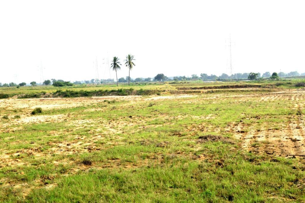 వర్షం కోసం ఎదురుచూస్తున్న వరి పంట పొలాలు